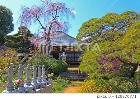 牧洞寺本堂とシダレザクラ 129270771