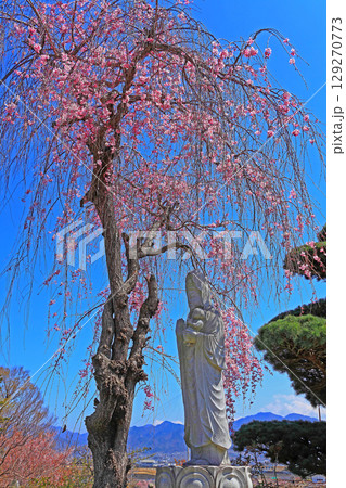 観音様に覆いかぶさるシダレザクラ 観音様に覆いかぶさるシダレザクラ 129270773