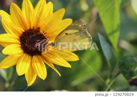 夏の庭に咲くミニヒマワリの蜜を吸うモンキチョウ 夏の庭に咲くミニヒマワリの蜜を吸うモンキチョウ 129270829