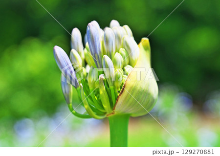 アガパンサスの蕾（夏、六月） 129270881