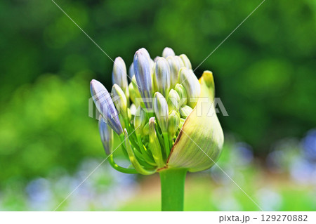 アガパンサスの蕾(夏、六月) アガパンサスの蕾(夏、六月) 129270882