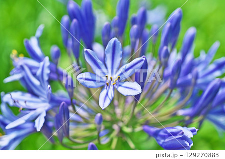 白と青色のアガパンサスの花(夏、六月) 白と青色のアガパンサスの花(夏、六月) 129270883