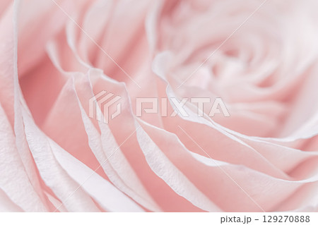 Abstract floral background, pink pale rose flower petals, soft focus. Macro flowers backdrop for holiday brand design 129270888