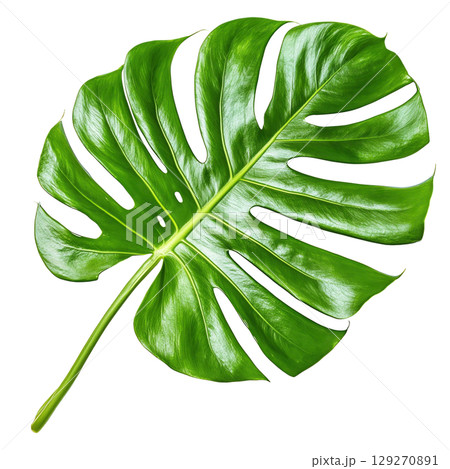 Leaf of fresh Monstera plant isolated on white background transparent PNG clipart. 129270891