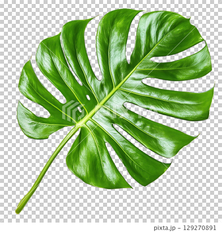 Leaf of fresh Monstera plant isolated on white background transparent PNG clipart. 129270891