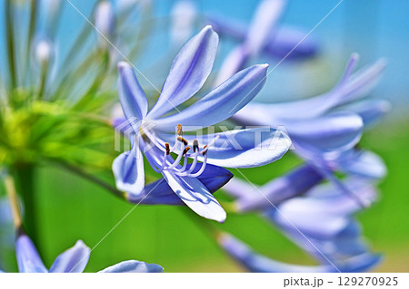白と青色のアガパンサスの花（夏、六月） 129270925