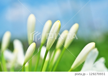 白いアガパンサスの花（夏、六月） 129270931