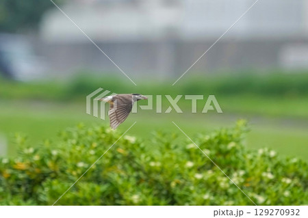 グリーンバックに餌を咥えて飛ぶ繁殖期のムクドリ 129270932