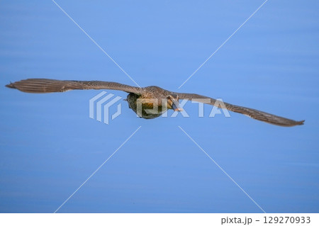 青空映す水面を飛ぶ迫力満点のカルガモの飛翔シーン 129270933
