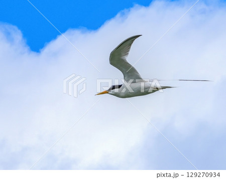 青空バックに餌を探して悠然と飛ぶ繁殖期のコアジサシ 青空バックに餌を探して悠然と飛ぶ繁殖期のコアジサシ 129270934