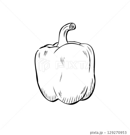 Cartoon Vector of Hand Drawn Pepper Illustration 129270953