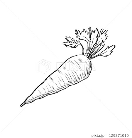 Cartoon Vector of Hand Drawn Carrot Illustration 129271010