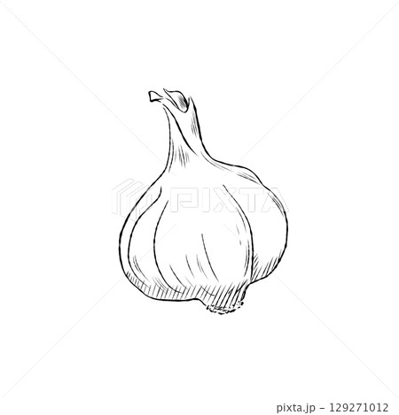 Cartoon Vector of Hand Drawn Garlic Bulb Illustration 129271012