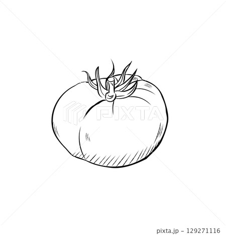 Cartoon Vector of Hand Drawn Tomato Illustration Cartoon Vector of Hand Drawn Tomato Illustration 129271116