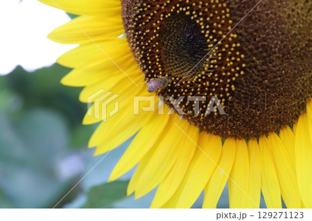 夏の庭に咲くオレンジ色のヒマワリの花 129271123