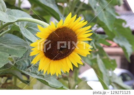 夏の庭に咲くオレンジ色のヒマワリの花 夏の庭に咲くオレンジ色のヒマワリの花 129271125