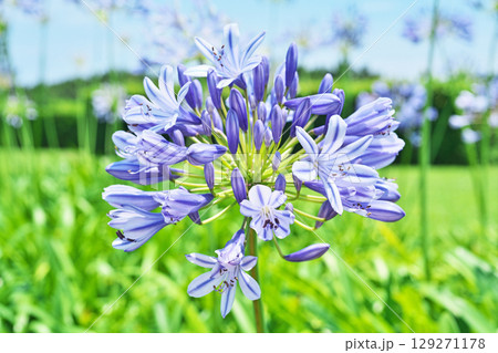 白と青色のアガパンサスの花（夏、六月） 129271178