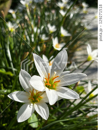 花 フラワー お花 129271518