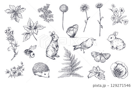 Set of vector meadow wildflowers, herbs, plants, animals and insects. Different flowers in beautiful summer vintage set. Set of vector meadow wildflowers, herbs, plants, animals and insects. Different flowers in beautiful summer vintage set. 129271546