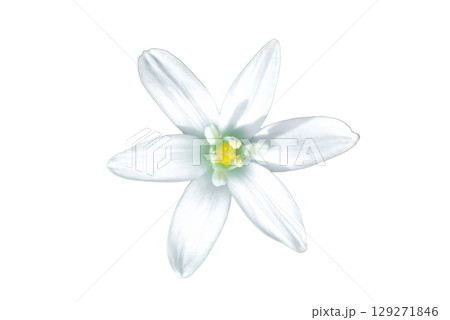 Garden star of Bethlehem flower isolated on white background Garden star of Bethlehem flower isolated on white background 129271846