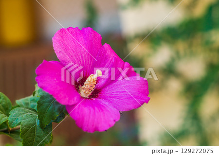 Beautiful pink flower of Syrian hibiscus tree at the end of a branch with green leaves close-up on blurred background yellow, orange, green and with empty copy space 129272075