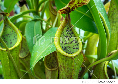 Close-up of nepenthes plant with vibrant green traps and tropical leaves Close-up of nepenthes plant with vibrant green traps and tropical leaves 129272227