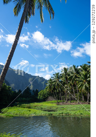 River surrounded by coconut trees in Hakaui Bay, Nuku Hiva, French Polynesia River surrounded by coconut trees in Hakaui Bay, Nuku Hiva, French Polynesia 129272239