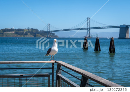 Seagull resting on a wooden railing with Oakland Bay Bridge behind 129272256