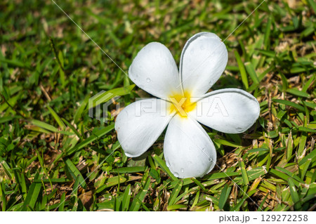 Frangipani Flower on Tahaa Island, French Polynesia Frangipani Flower on Tahaa Island, French Polynesia 129272258