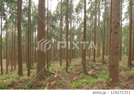 杉林 129272351