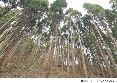 杉林を下から仰ぎ見る 129272353