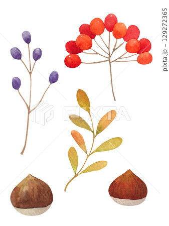 Autumn plant watercolor illustration. 129272365