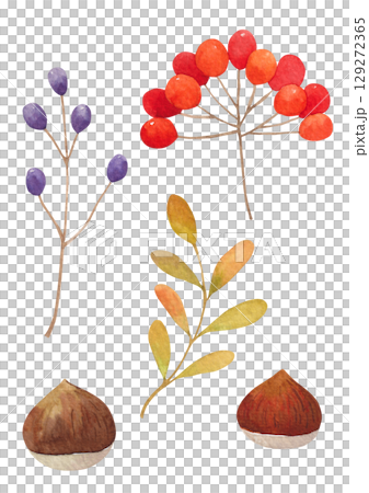 Autumn plant watercolor illustration. 129272365