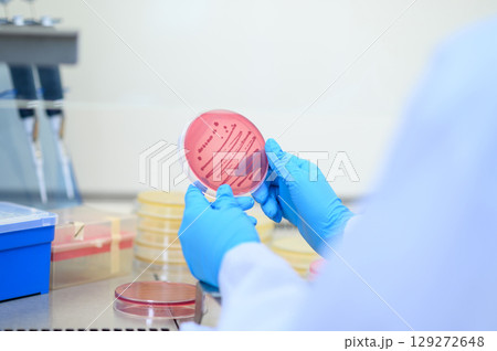 Laboratory workers hold culture plates with bacteria or viruses growing on media in experiment glasses. Laboratory and Medical concepts. 129272648