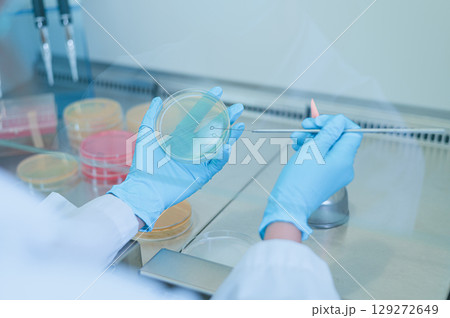 Scientist hand cultivating a petri dish whit inoculation loops in biological safety cabinet. Microbiologist works with bacteria. 129272649