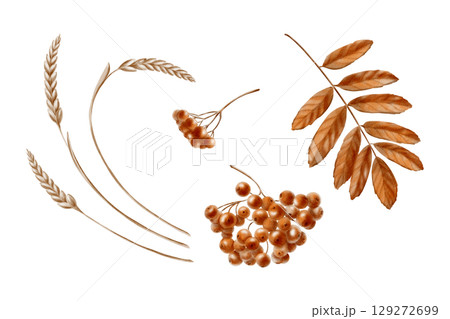 A branch of a rowan tree and a leaf in monochrome autumn orange and brown color as a symbol of autumn,harvest.Festive watercolor clipart for thematic invitations isolated on transparent background A branch of a rowan tree and a leaf in monochrome autumn orange and brown color as a symbol of autumn,harvest.Festive watercolor clipart for thematic invitations isolated on transparent background 129272699