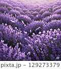一面に広がるラベンダー畑 129273379