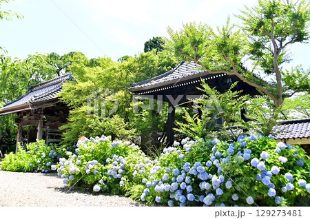 谷厳寺の境内に咲き誇る紫陽花と山門 129273481