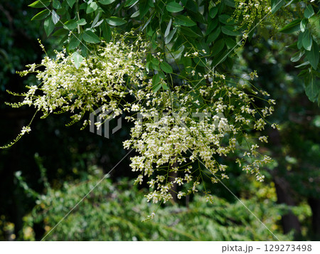夏に枝垂れて咲くシダレエンジュの花 夏に枝垂れて咲くシダレエンジュの花 129273498