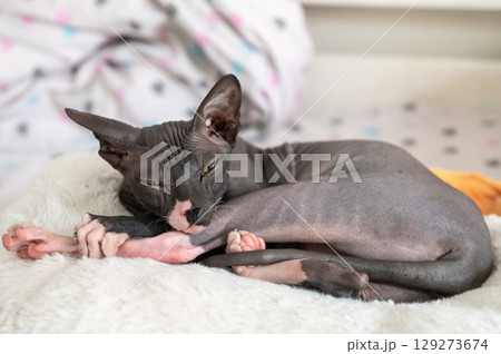 Sphynx cat relaxing on a soft blanket in a cozy home setting Sphynx cat relaxing on a soft blanket in a cozy home setting 129273674