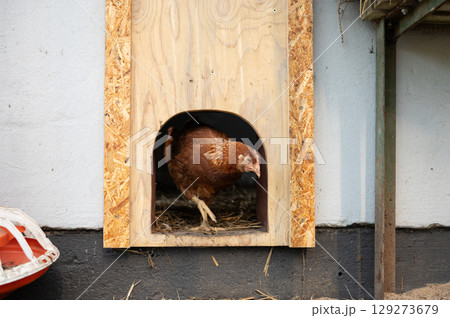 Brown chicken walking out of wooden coop entrance 129273679