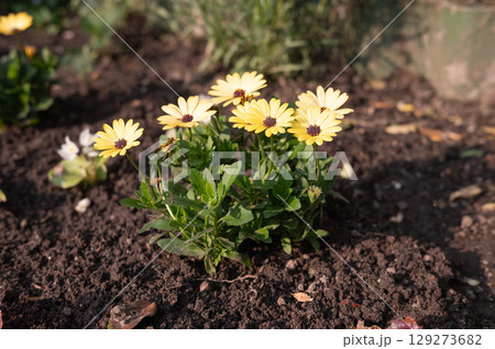 Vibrant yellow daisies blooming in sunlit garden soil 129273682