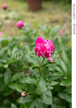 Vibrant pink peony blooms in lush garden setting 129273710