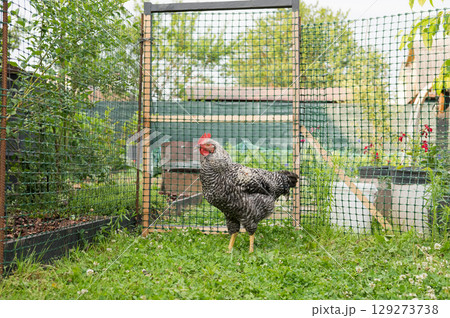 Barred rock rooster in green garden enclosure 129273738