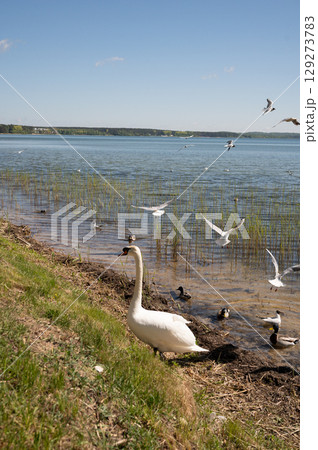 Swan and seagulls by lake shore on a bright day Swan and seagulls by lake shore on a bright day 129273783