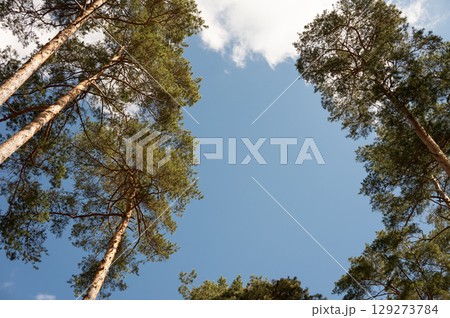 Tall pine trees against blue sky and white clouds in a forest canopy view 129273784