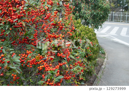 Dense red berries on bush near sidewalk bend Dense red berries on bush near sidewalk bend 129273999