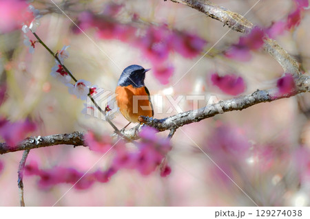 春に公園や住宅地で見られるオレンジと黒の美しい身近なかわいい野鳥ジョウビタキ 春に公園や住宅地で見られるオレンジと黒の美しい身近なかわいい野鳥ジョウビタキ 129274038