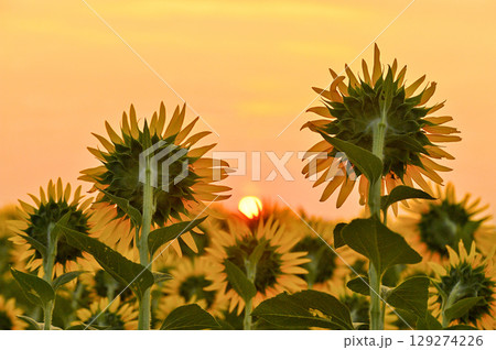 ひまわり　朝焼け 129274226