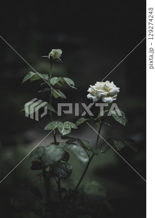 雨上がりの白いバラ 雨上がりの白いバラ 129274248